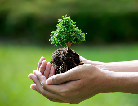 Tree Planting
