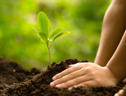 Tree Planting